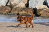 KING CHARLES SPANIEL 075